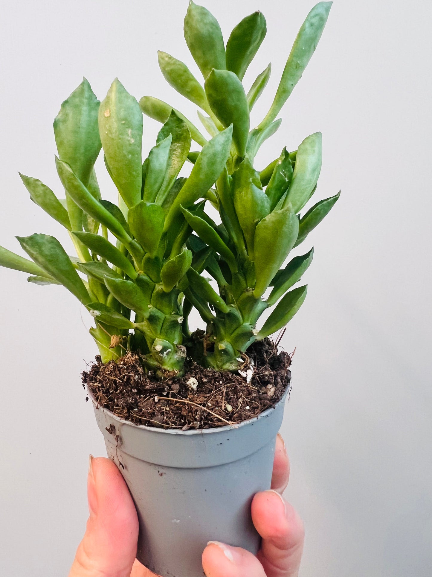 Bilde av Monadenium stapelioides 6 cm potte-Spanne Plantesalg