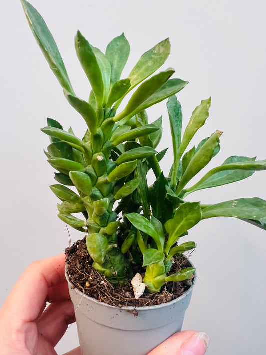 Bilde av Monadenium stapelioides 6 cm potte-Spanne Plantesalg