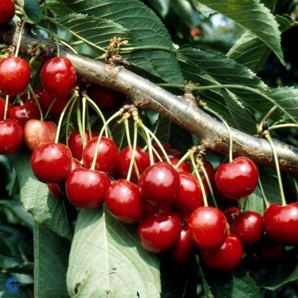 Bilde av Prunus a. 'Lapins'-Spanne Plantesalg