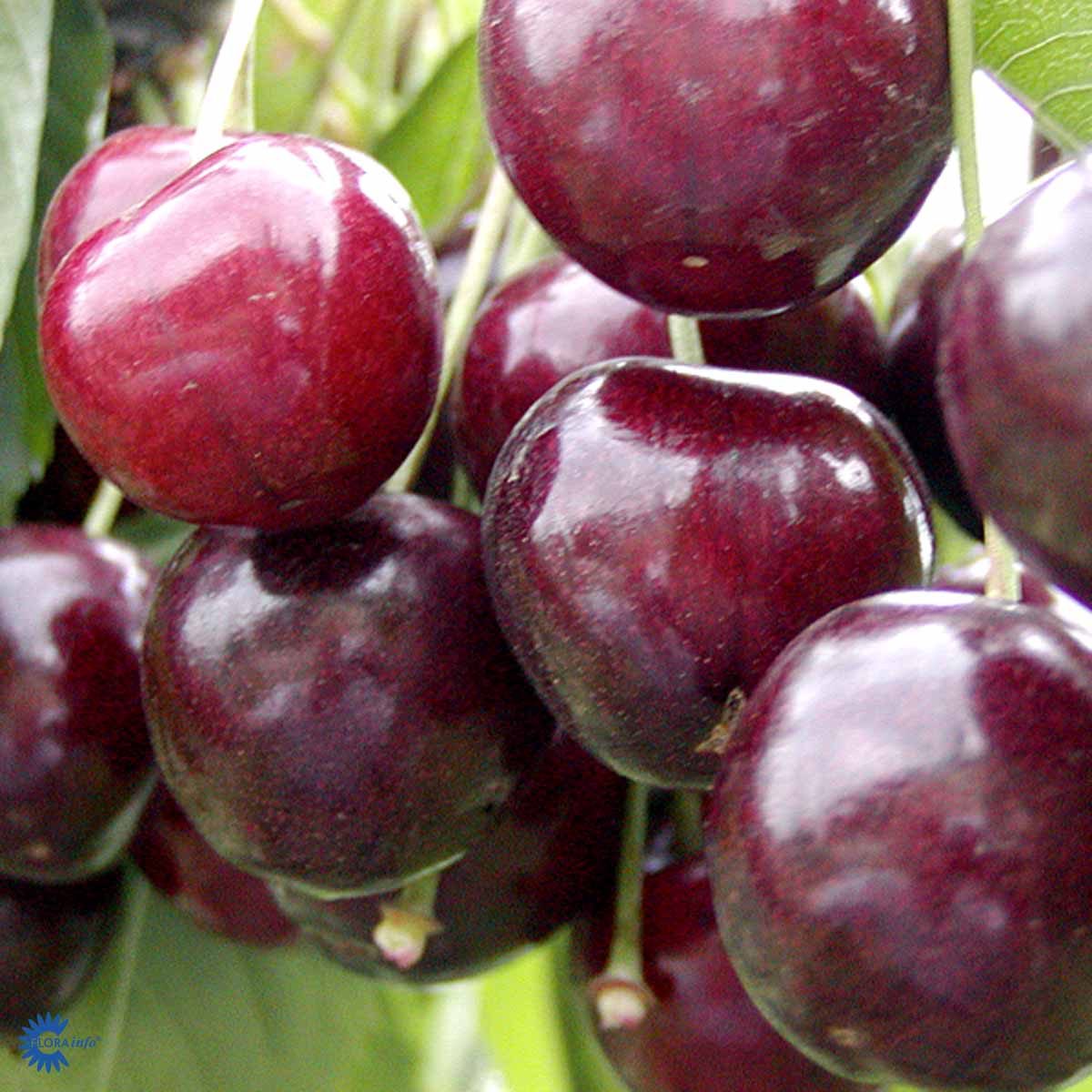 Bilde av MORELL STELLA-Spanne Plantesalg