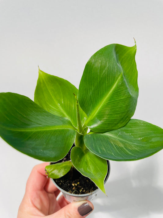Bilde av Musa acuminata-Spanne Plantesalg