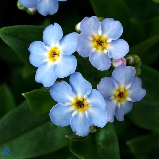 Bilde av Myosotis sc. 'Semperflorens'-Spanne Plantesalg