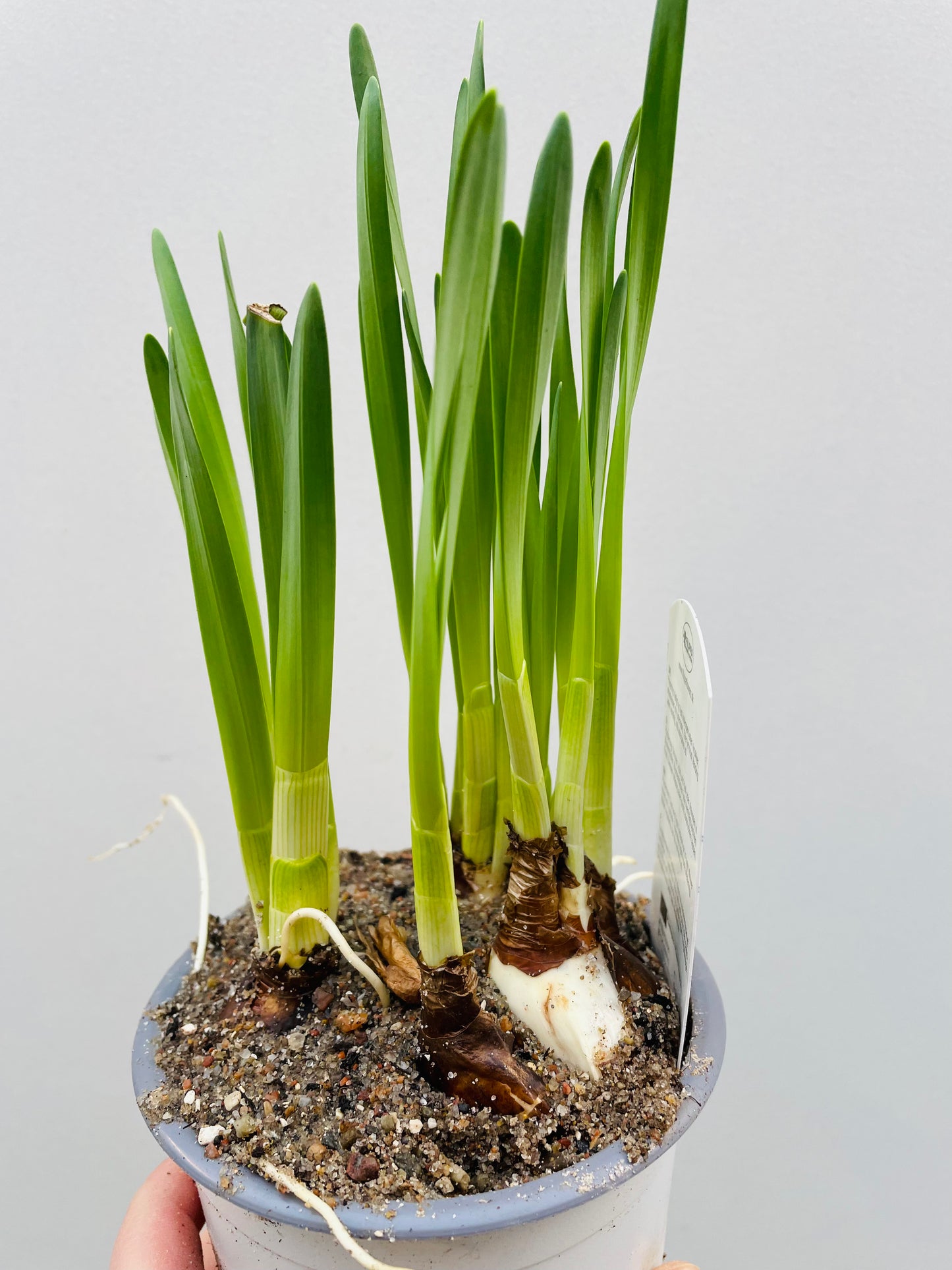 Bilde av NARCISSUS 'PAPERWHITE'-Spanne Plantesalg
