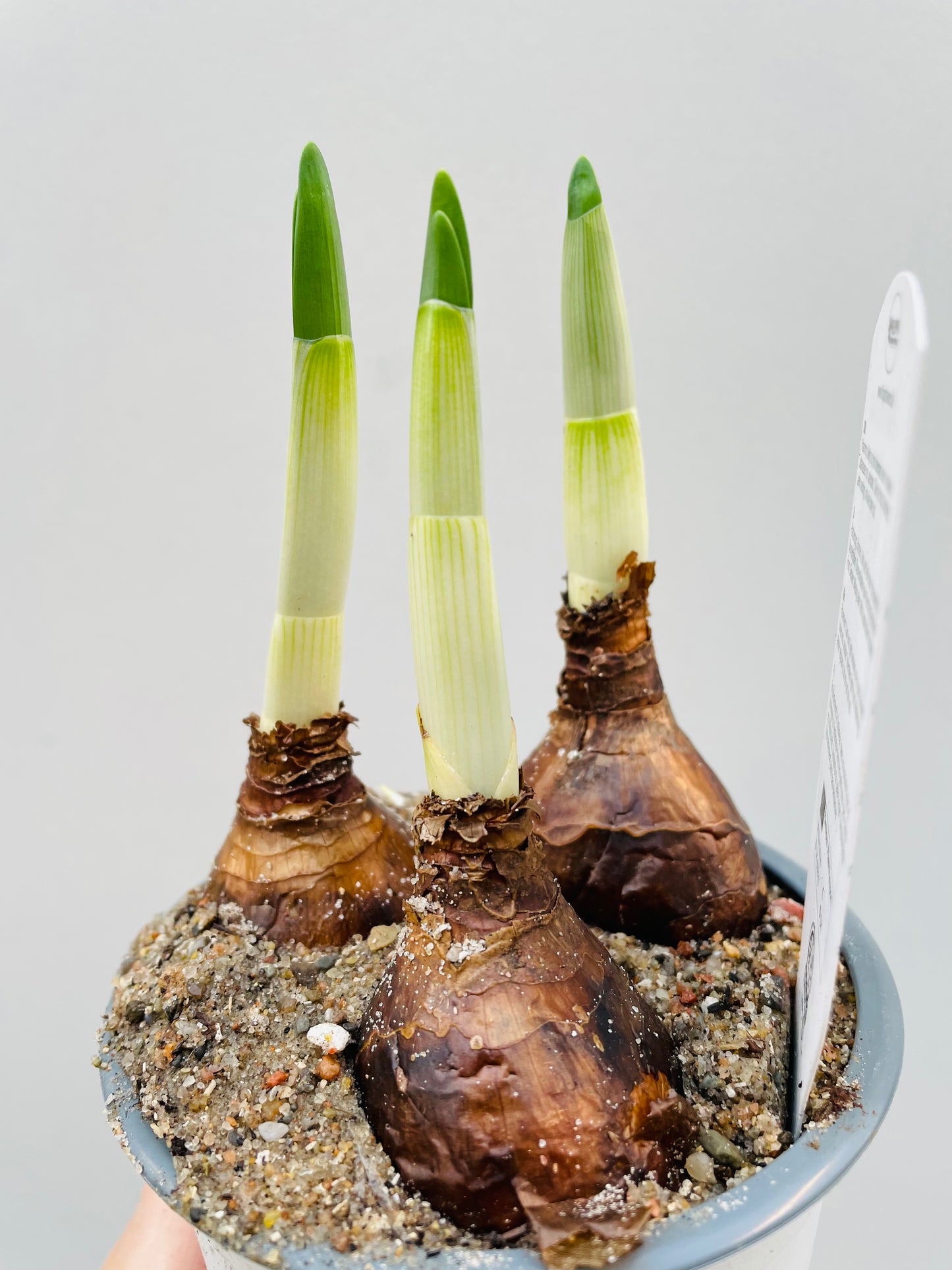 Bilde av NARCISSUS TAZETTA 'ERLICHEER'-Spanne Plantesalg
