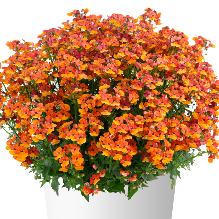 Bilde av Nemesia x hybrida Nesia® Tangerine Pris pr 2 stk-Spanne Plantesalg
