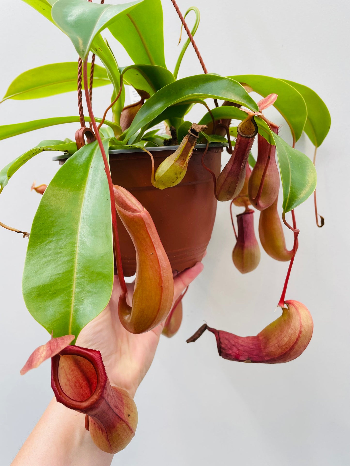 Bilde av Nepenthes alata 14 cm ampel-Spanne Plantesalg