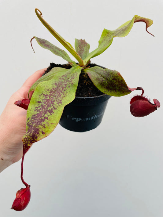 Bilde av Nepenthes mirabilis-Spanne Plantesalg