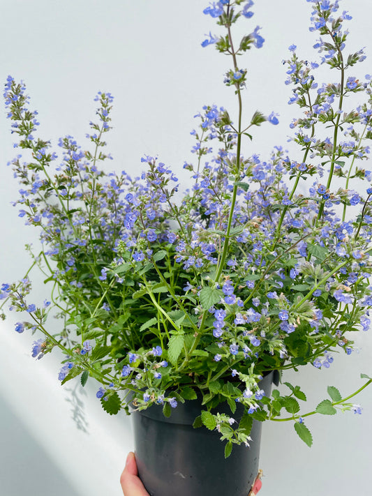 Nepeta f. ‘Purrsian Blue’