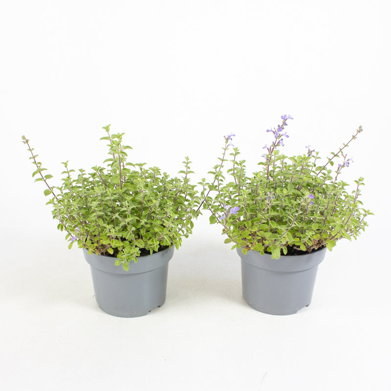 Bilde av Nepeta f. Purrsian Blue-Spanne Plantesalg