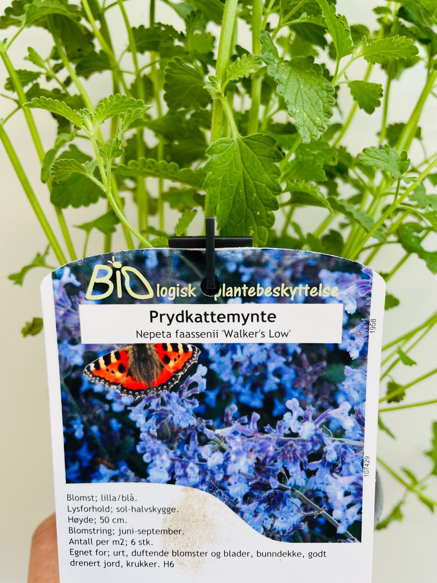 Bilde av Nepeta 'Walker's Low'-Spanne Plantesalg