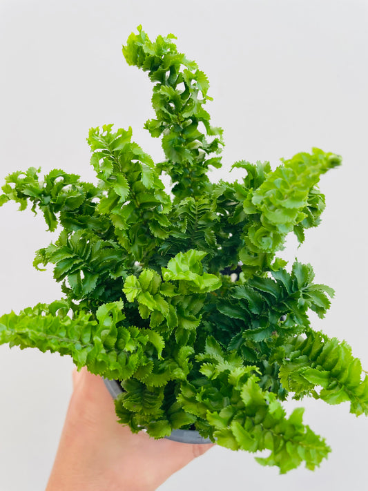 Bilde av Nephrolepsis exaltata ‘Emina’-Spanne Plantesalg