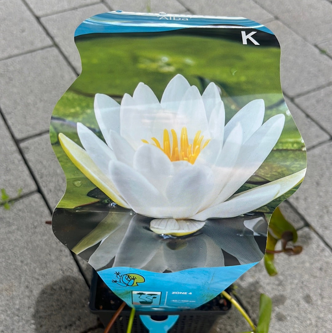 Bilde av NYMPHAEA Alba-Spanne Plantesalg