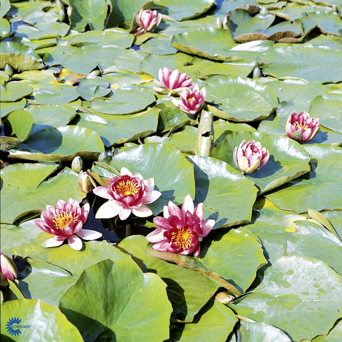 Bilde av NYMPHAEA attraction-Spanne Plantesalg