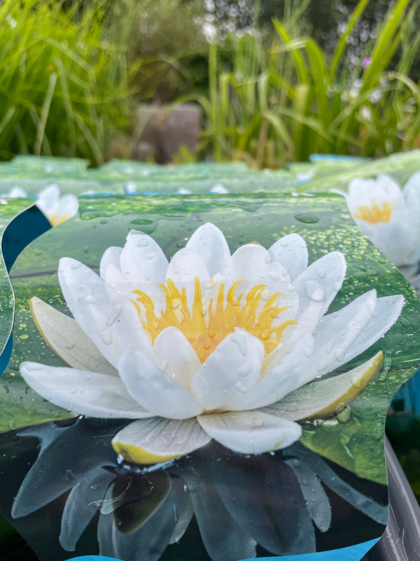 Bilde av Nymphaea Marliacea Albida-Spanne Plantesalg