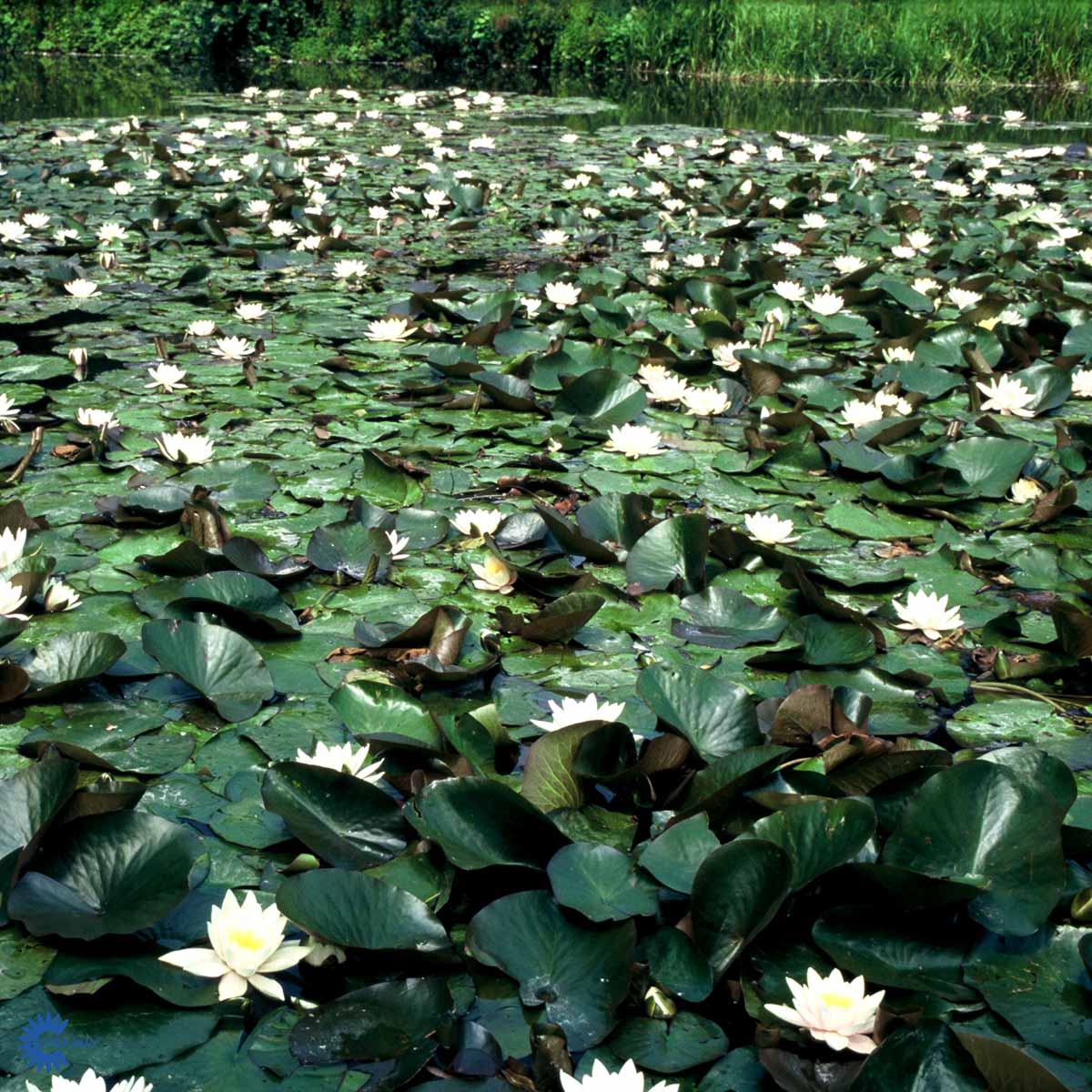 Bilde av NYMPHAEA marliacea chromatella-Spanne Plantesalg