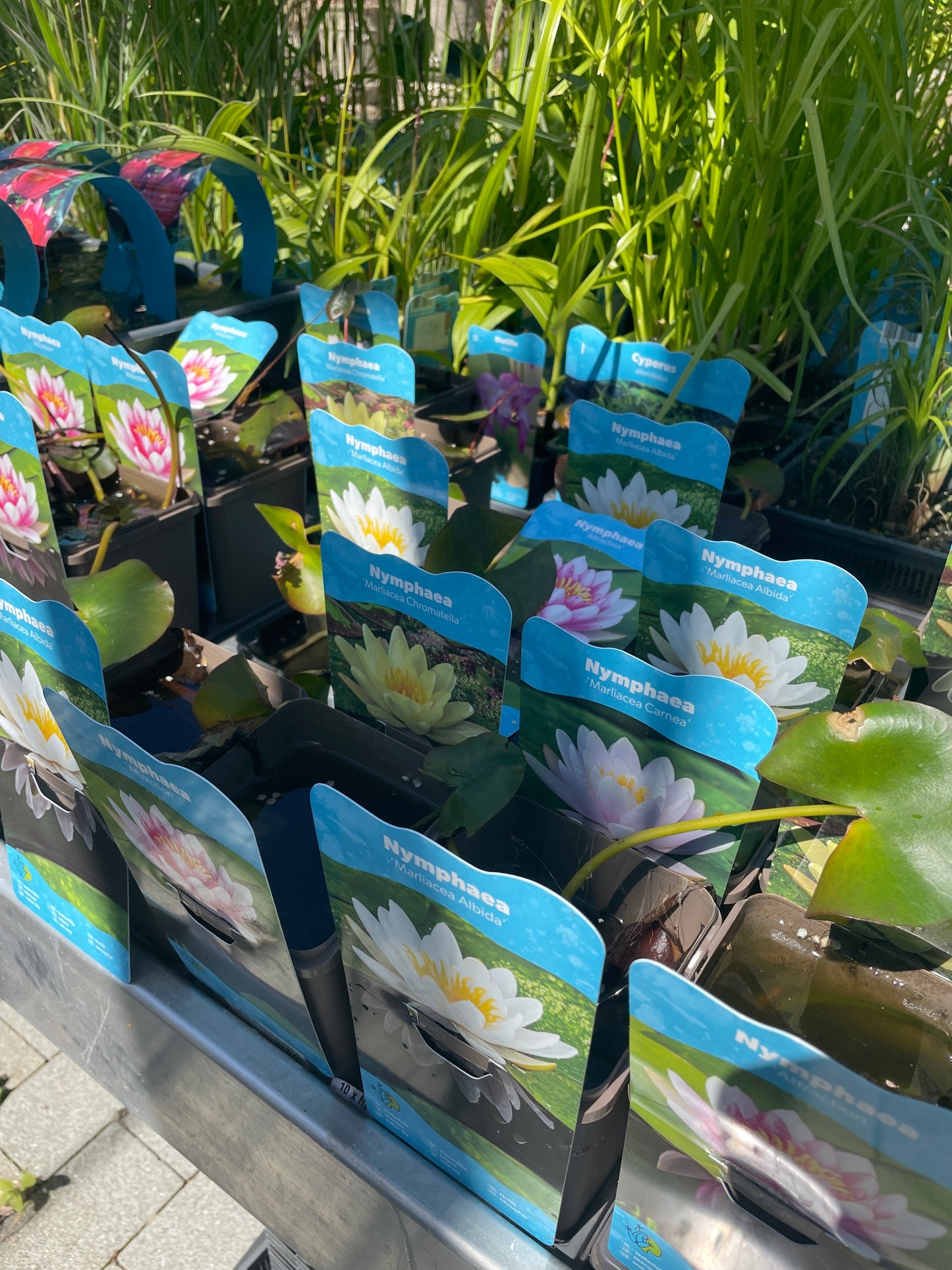 Bilde av Nymphaea mix-Spanne Plantesalg
