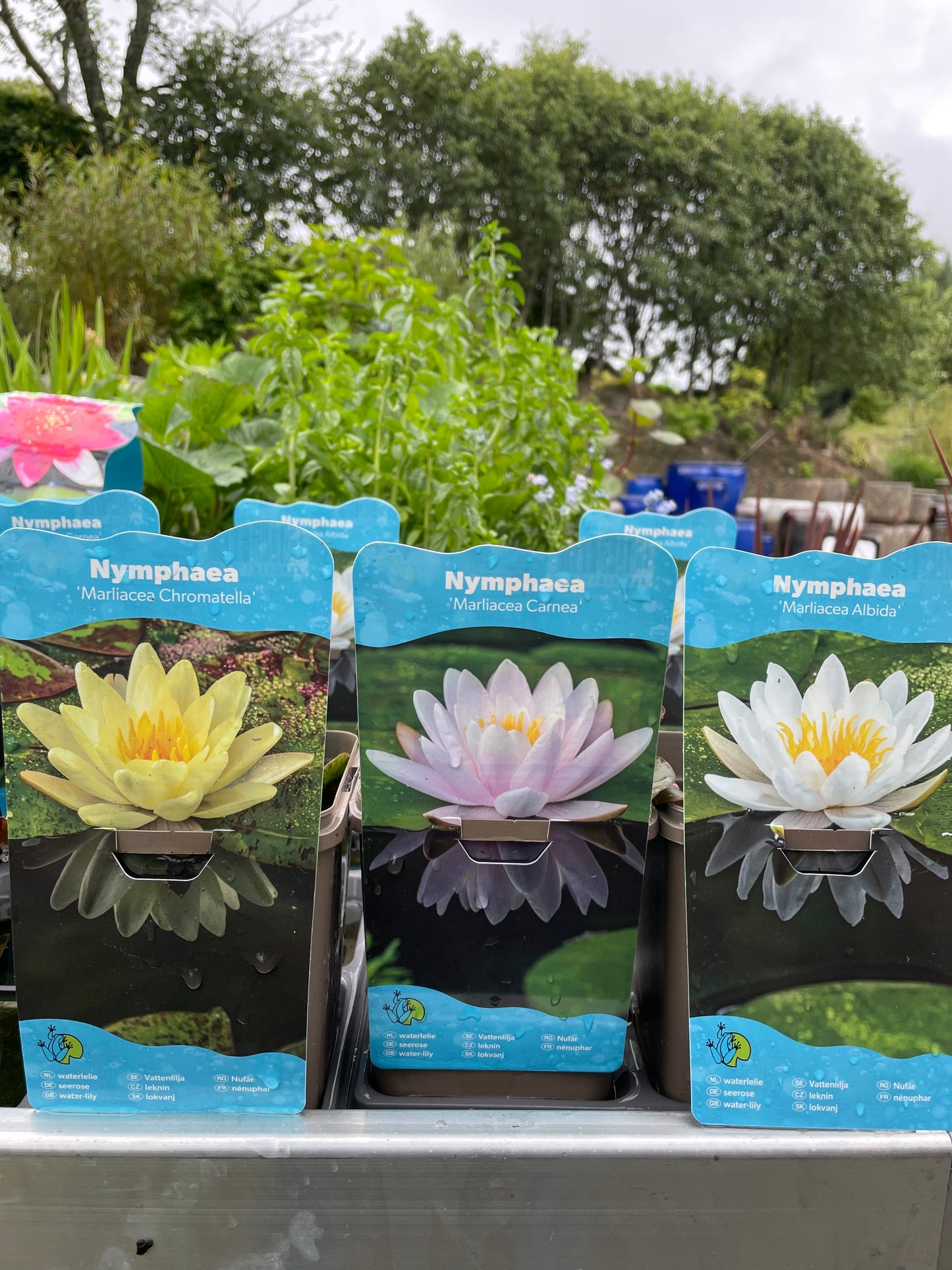 Bilde av Nymphaea mix-Spanne Plantesalg