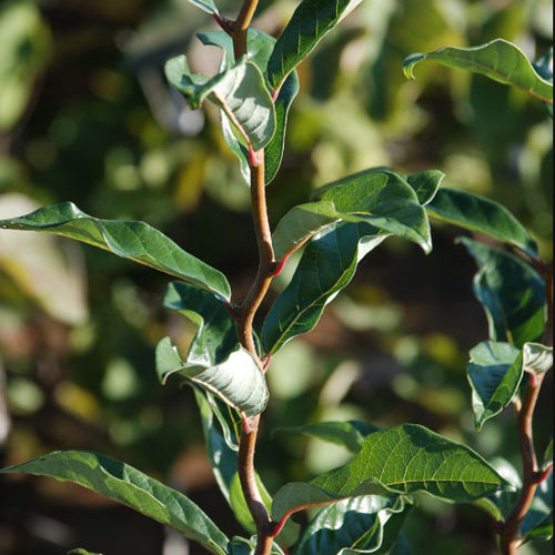 Bilde av Nyssa sylvatica 'Zydeco Twist'-Spanne Plantesalg