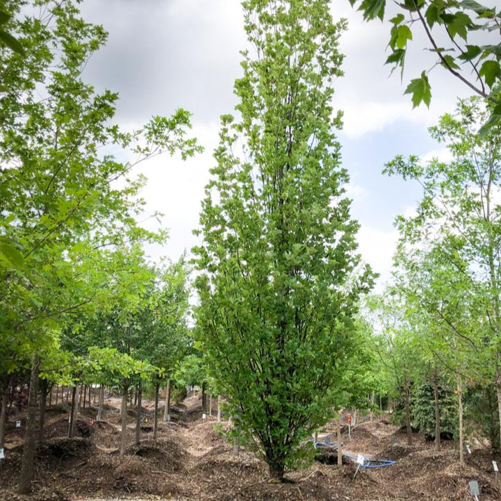 Bilde av Quercus x warei 'Regal Prince'-Spanne Plantesalg