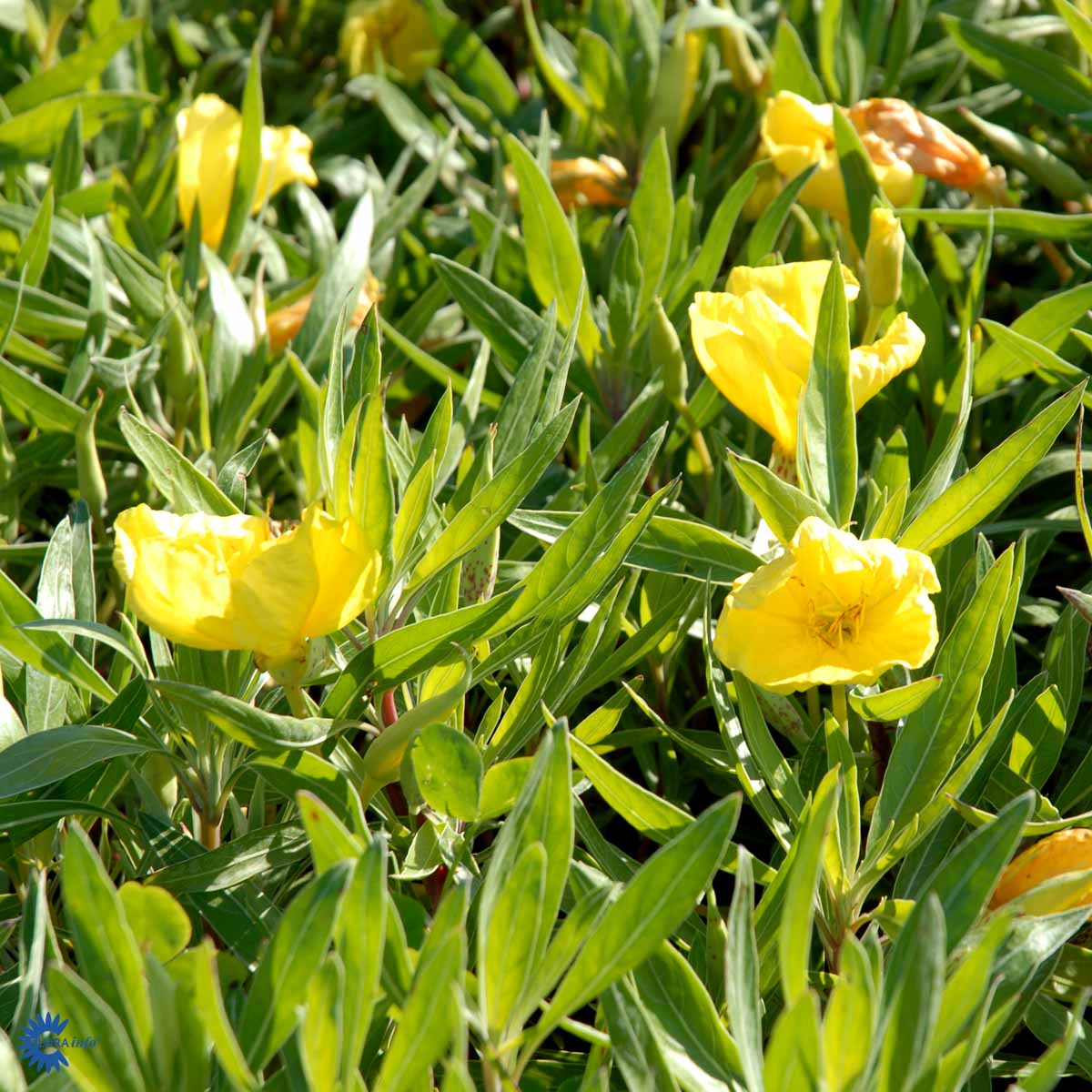 Bilde av Oenothera macrocarpa-Spanne Plantesalg