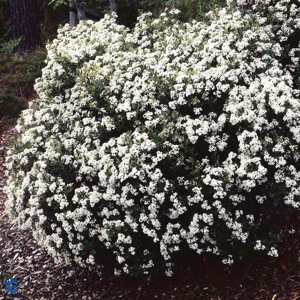 Bilde av Olearia haastii-Spanne Plantesalg
