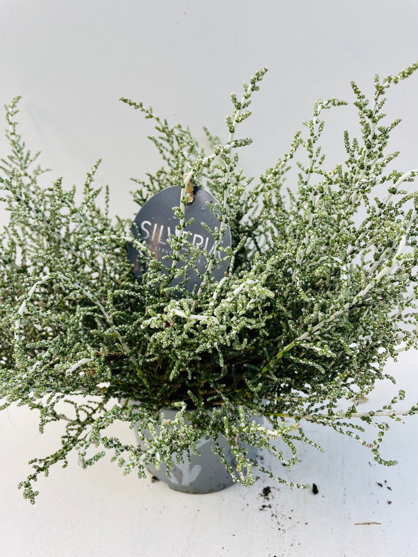 Bilde av Olearia Silveria-Spanne Plantesalg