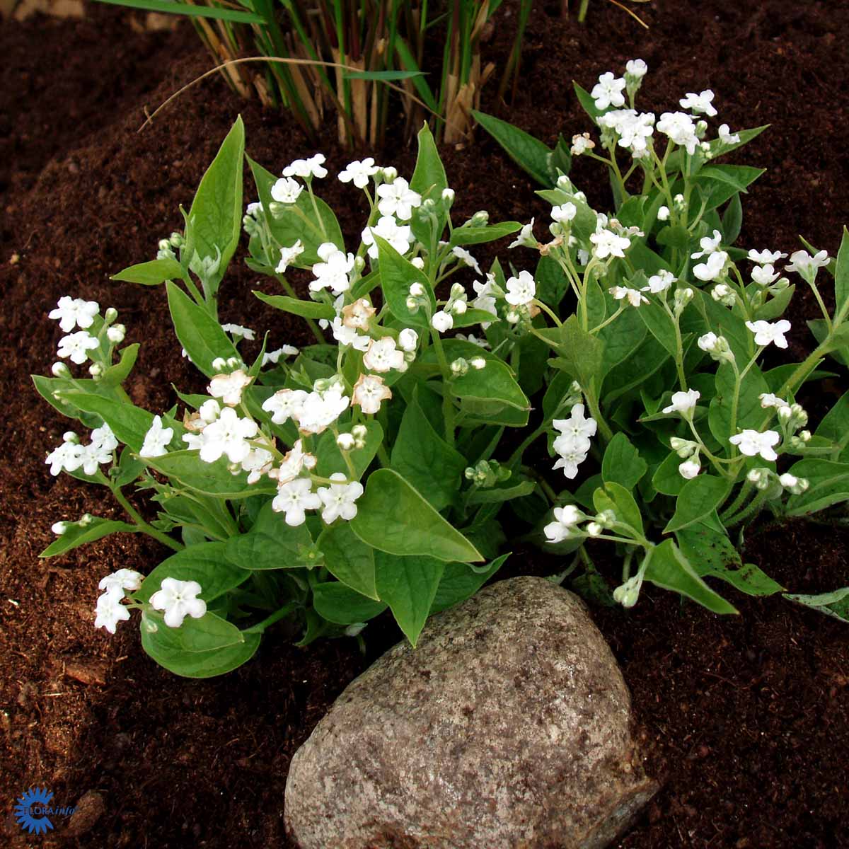 Bilde av Omphalodes verna 'Alba'-Spanne Plantesalg