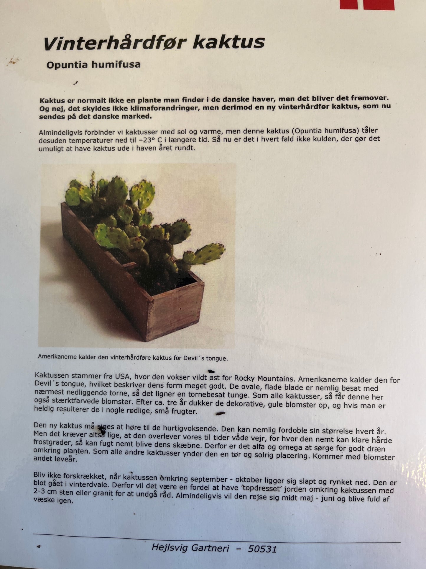 Bilde av OPUNTIA HUMIFUSA-Spanne Plantesalg