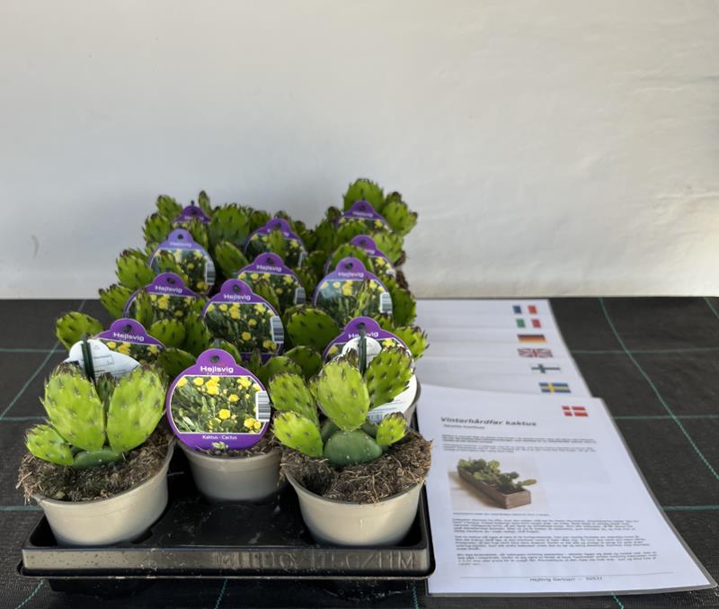 Bilde av OPUNTIA HUMIFUSA-Spanne Plantesalg