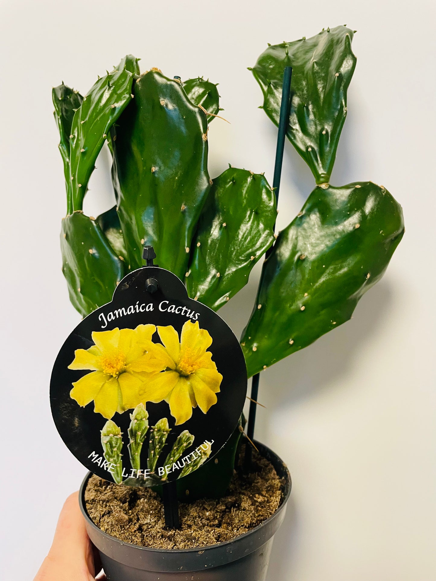 Bilde av Opuntia jamaicensis-Spanne Plantesalg