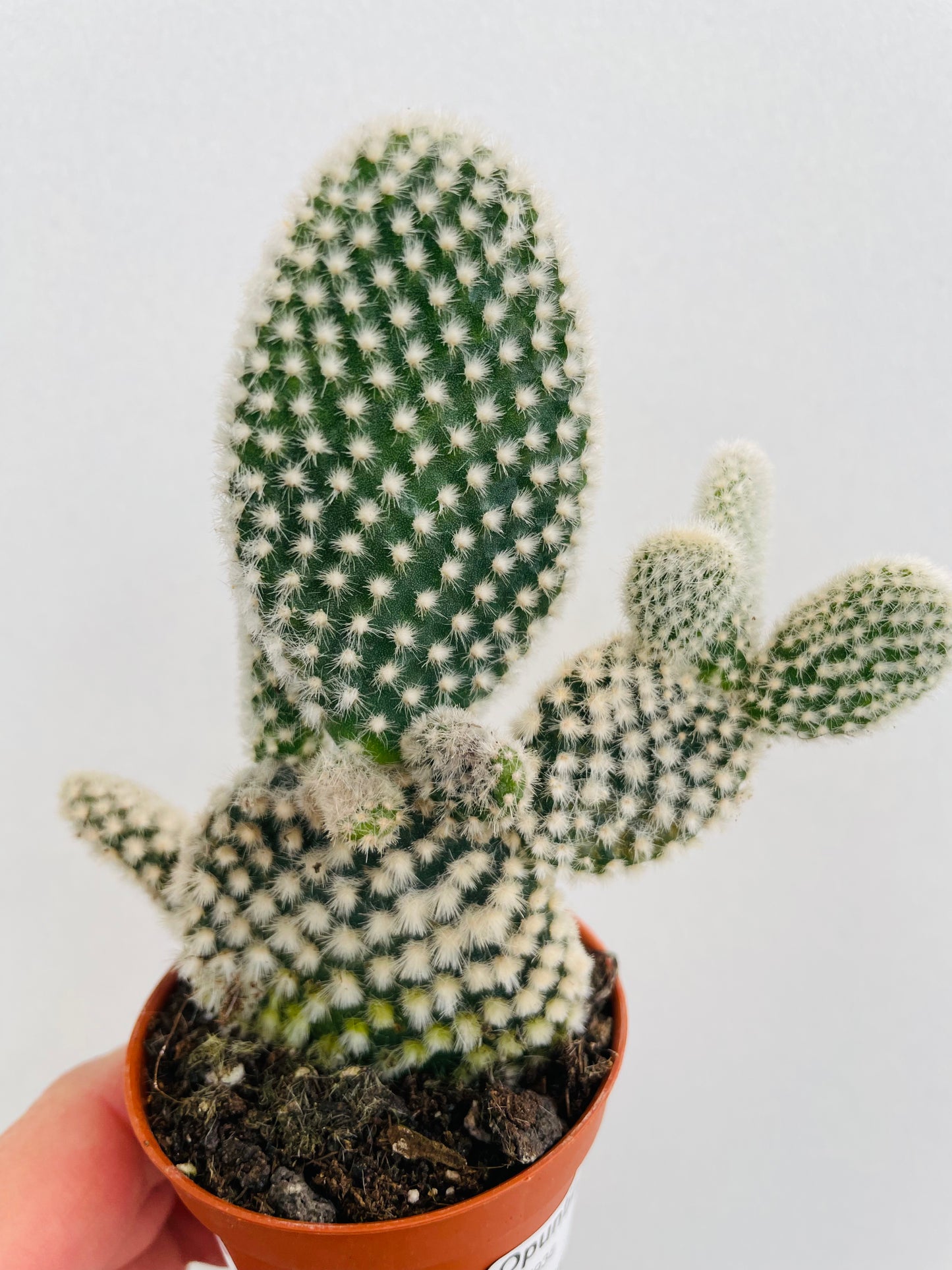 Bilde av Opuntia microdasys ‘Bunny Ears’-Spanne Plantesalg