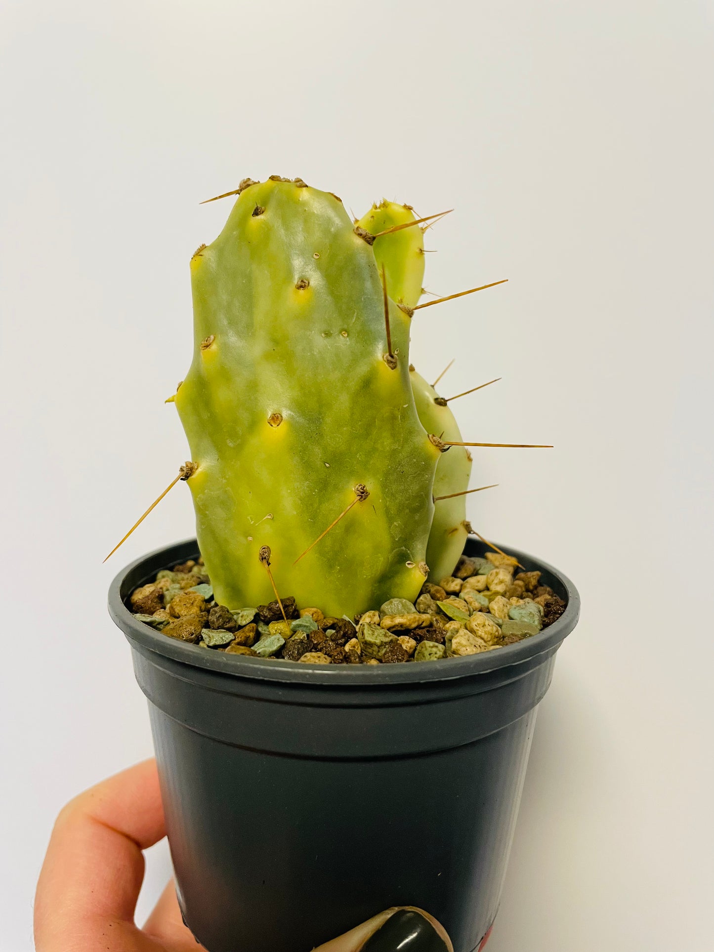 Bilde av Opuntia variegata-Spanne Plantesalg