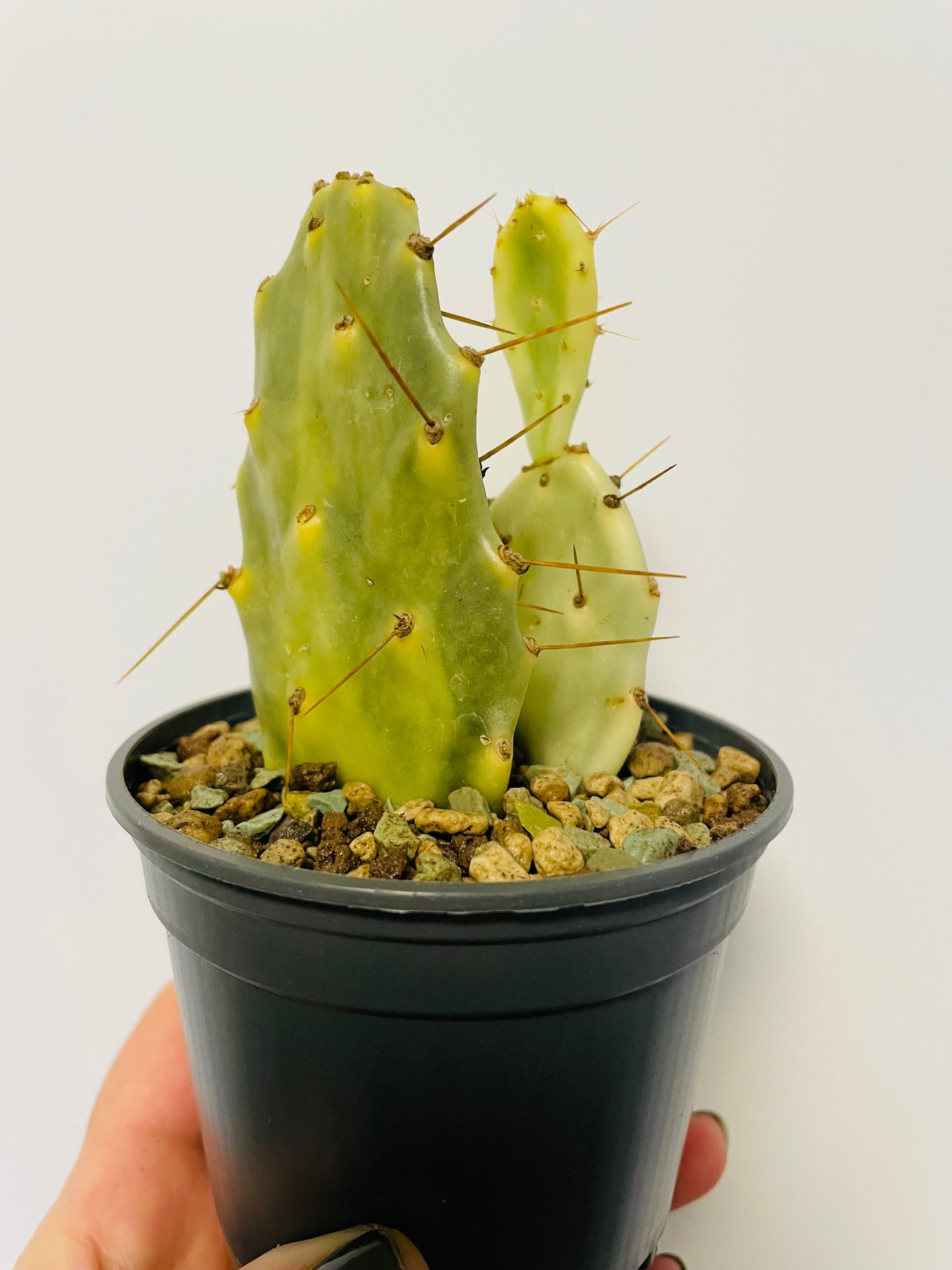 Bilde av Opuntia variegata-Spanne Plantesalg