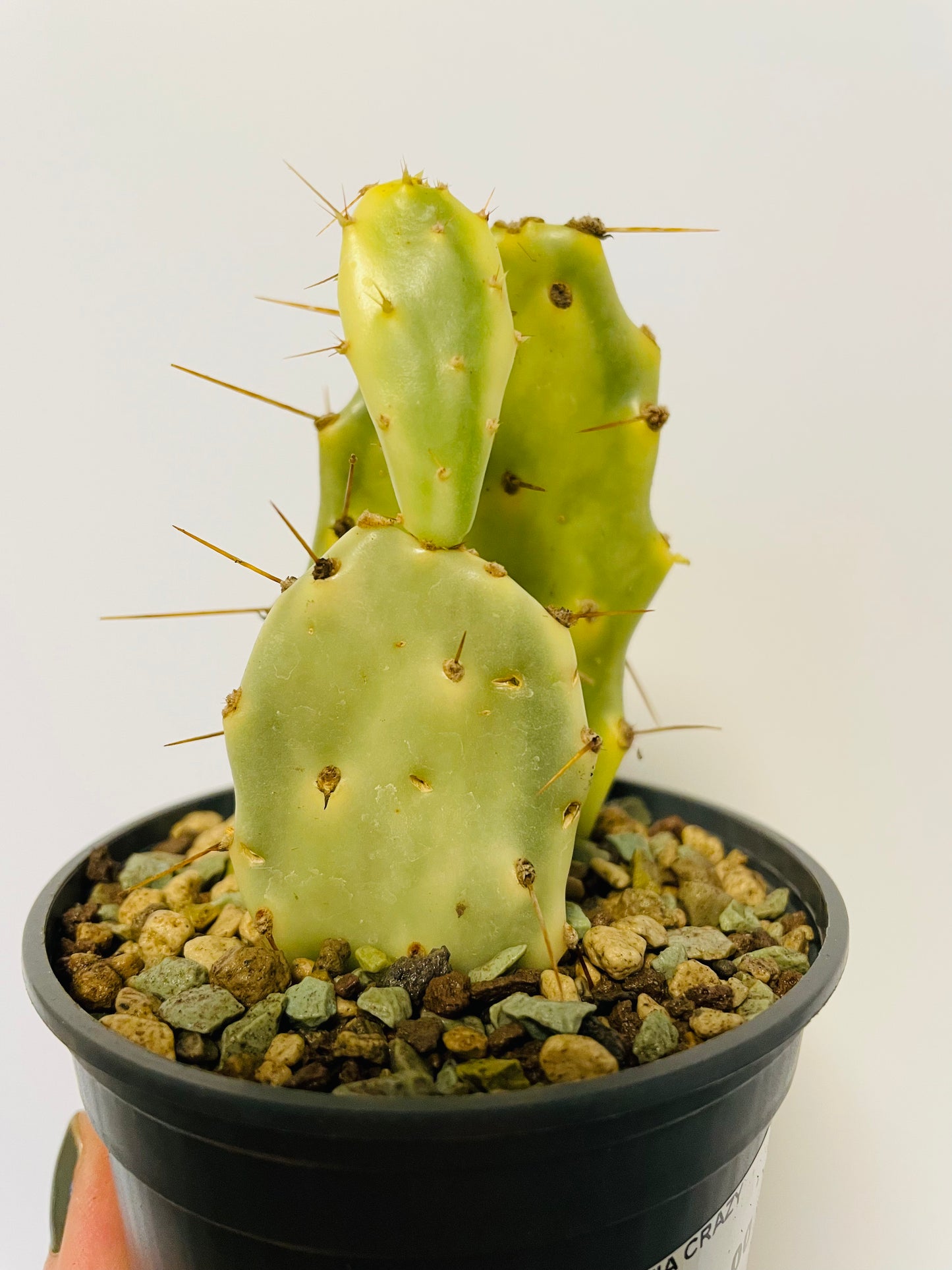 Bilde av Opuntia variegata-Spanne Plantesalg
