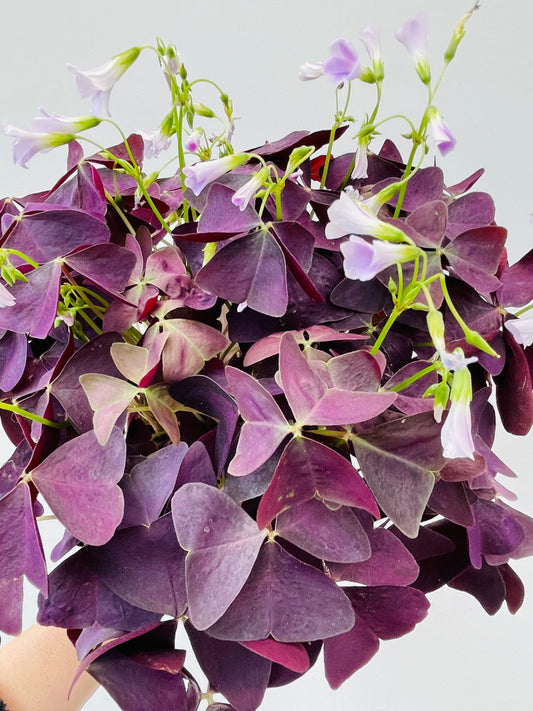 Bilde av Oxalis triangularis ‘Myke’-Spanne Plantesalg