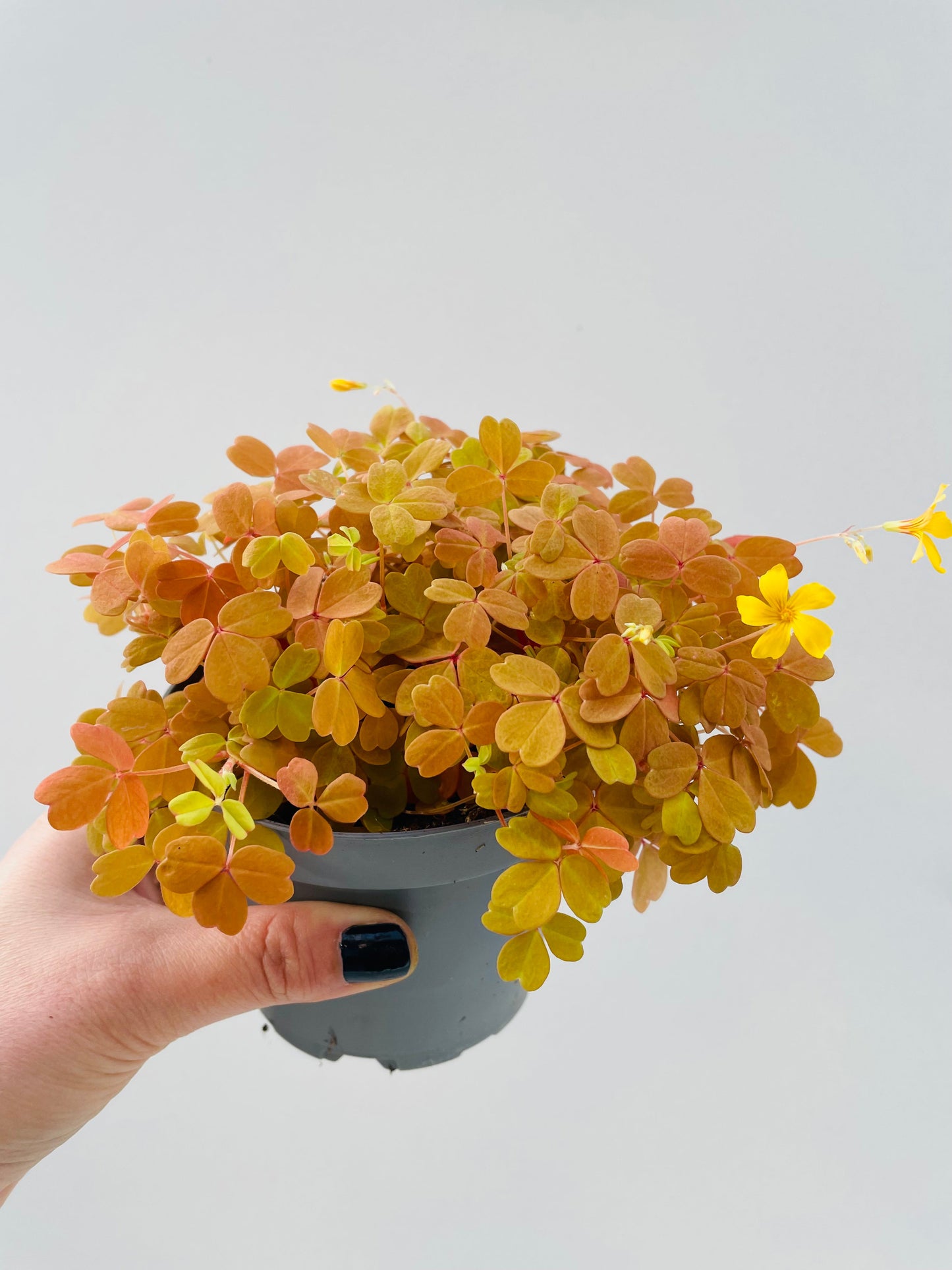 Bilde av Oxalis vulcanicola ‘Sunset Velvet’-Spanne Plantesalg