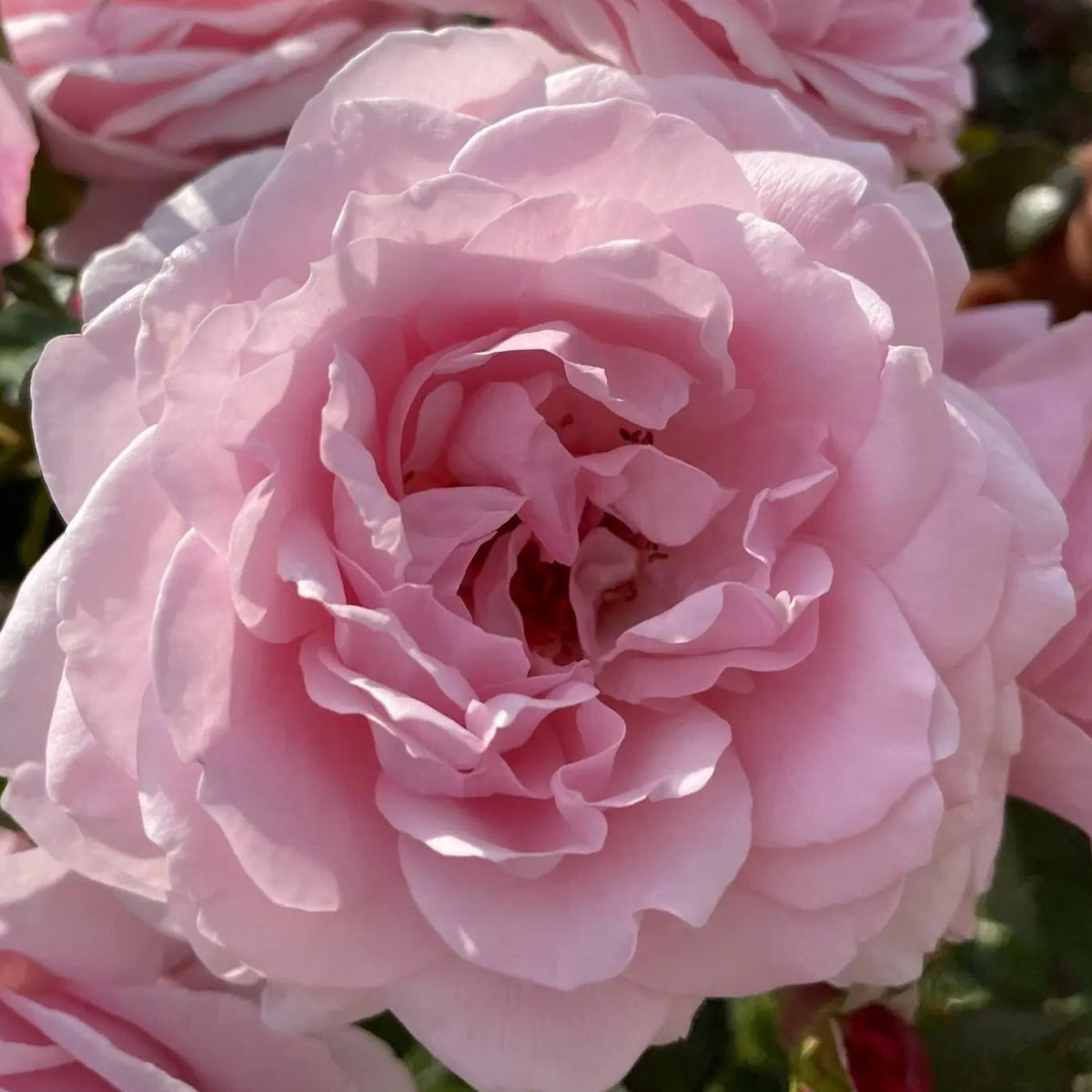 OUR FIRST SUMMER Plant'n'Relax®