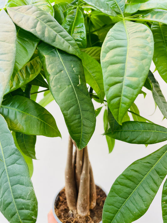 Bilde av Pachira aquatica-Spanne Plantesalg