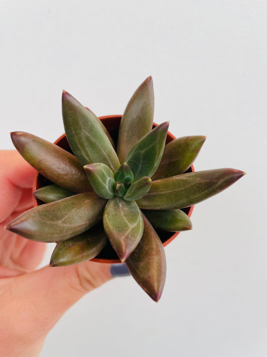 Bilde av Pachyhytum hookeri-Spanne Plantesalg