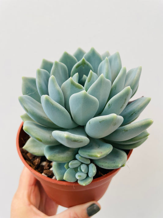 Pachyphytum ‘Corvus’