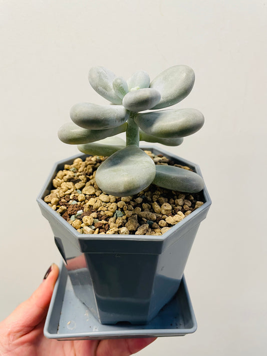 Bilde av Pachyphytum oviferum ‘Moonstones’-Spanne Plantesalg