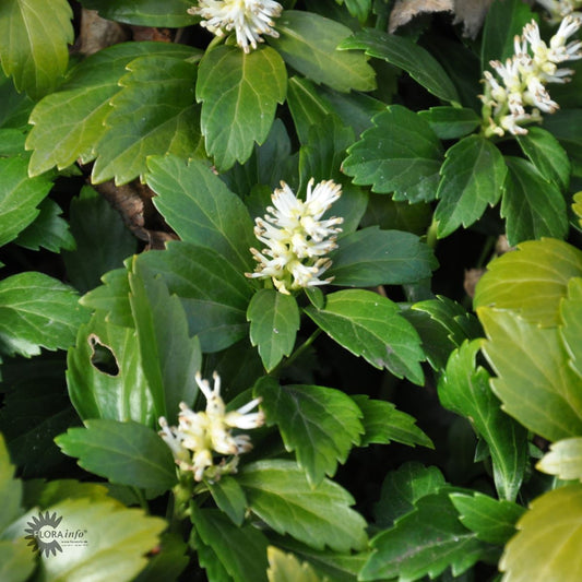 Bilde av Pachysandra terminalis-Spanne Plantesalg