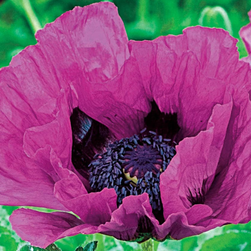 Bilde av Papaver 'Central Park'-Spanne Plantesalg