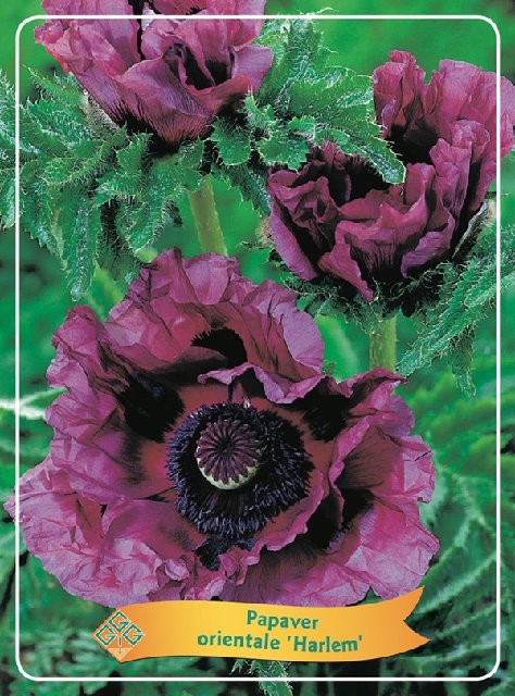 Bilde av Papaver Orientale-Spanne Plantesalg
