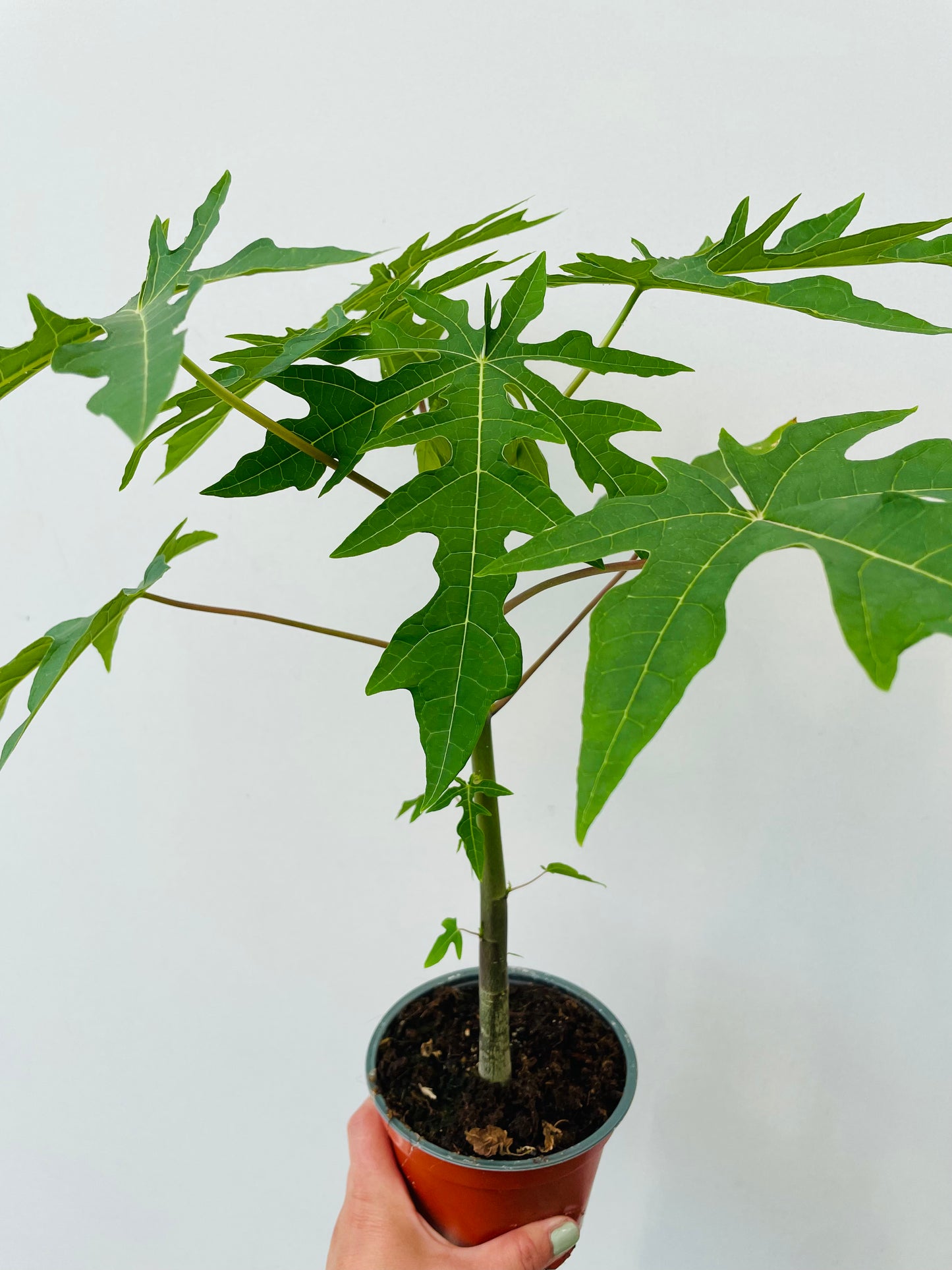 Bilde av Papaya-Spanne Plantesalg