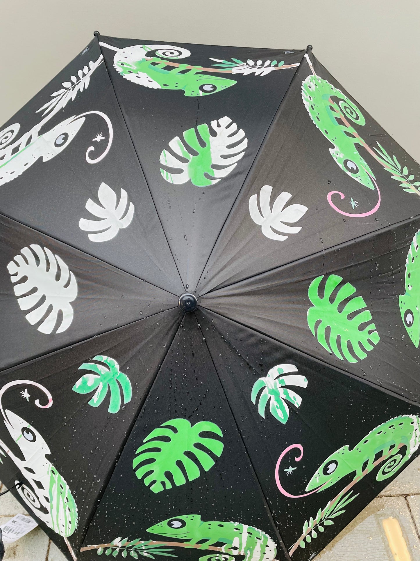 Bilde av PARAPLY CHAMELEON-Spanne Plantesalg