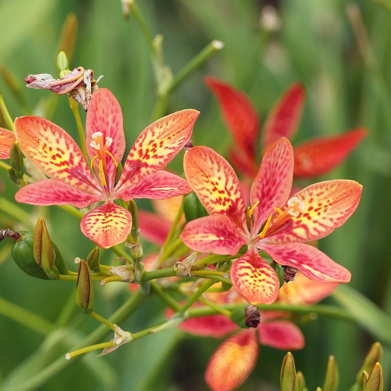 Bilde av Pardancanda norrisii-Spanne Plantesalg