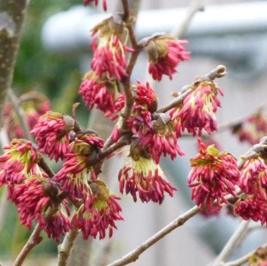 Bilde av Parrotia persica 'Vanessa'-Spanne Plantesalg