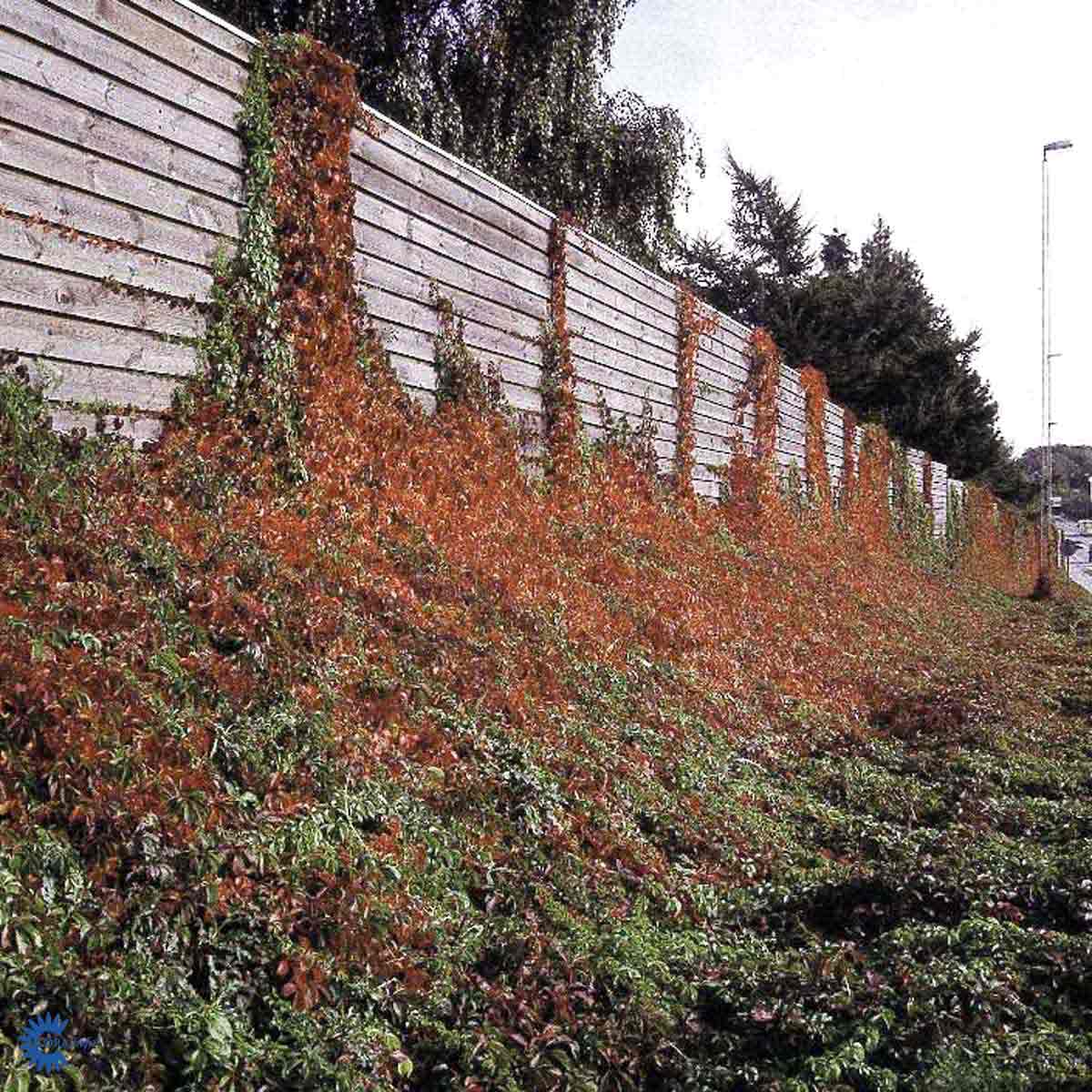 Bilde av Parthenocissus quin. var. engelmannii-Spanne Plantesalg