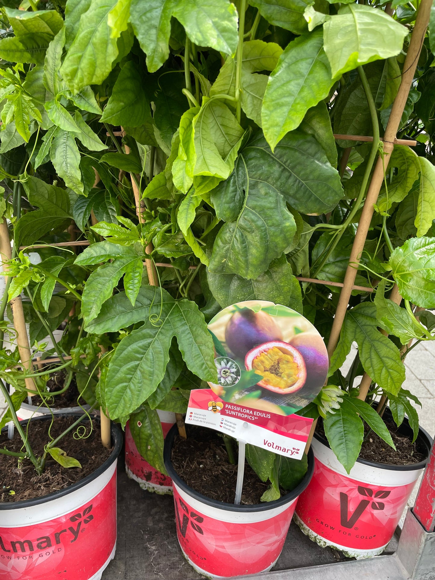 Bilde av Passiflora edulis-Spanne Plantesalg